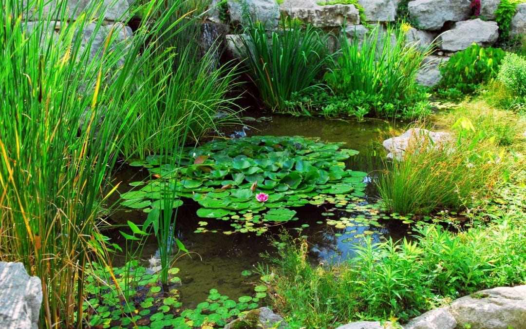 The Act of Forgiving For Widows And Divorcees