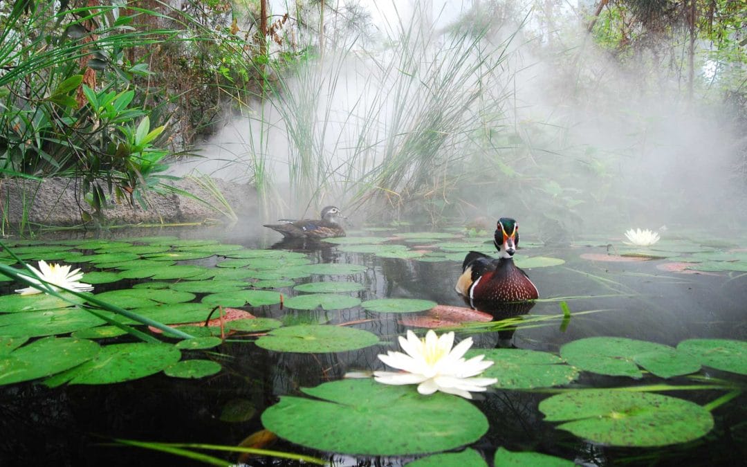 Fundamentals of Life Coaching for Astrologers Part I – April 11, 2026