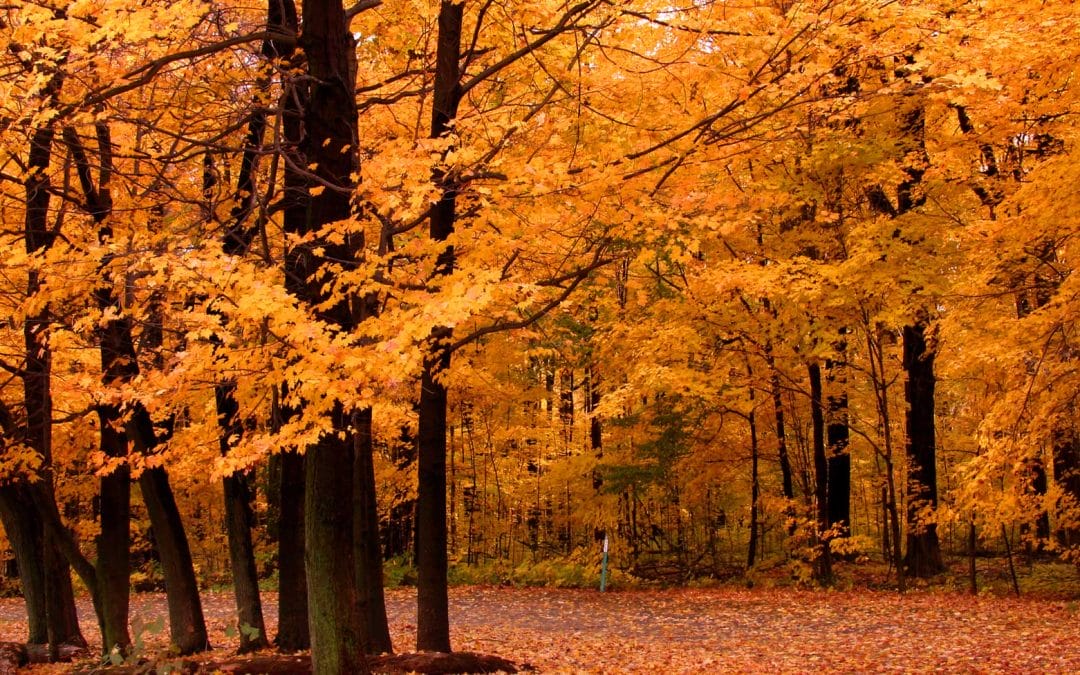 Life Assessment for Widows and Divorcees