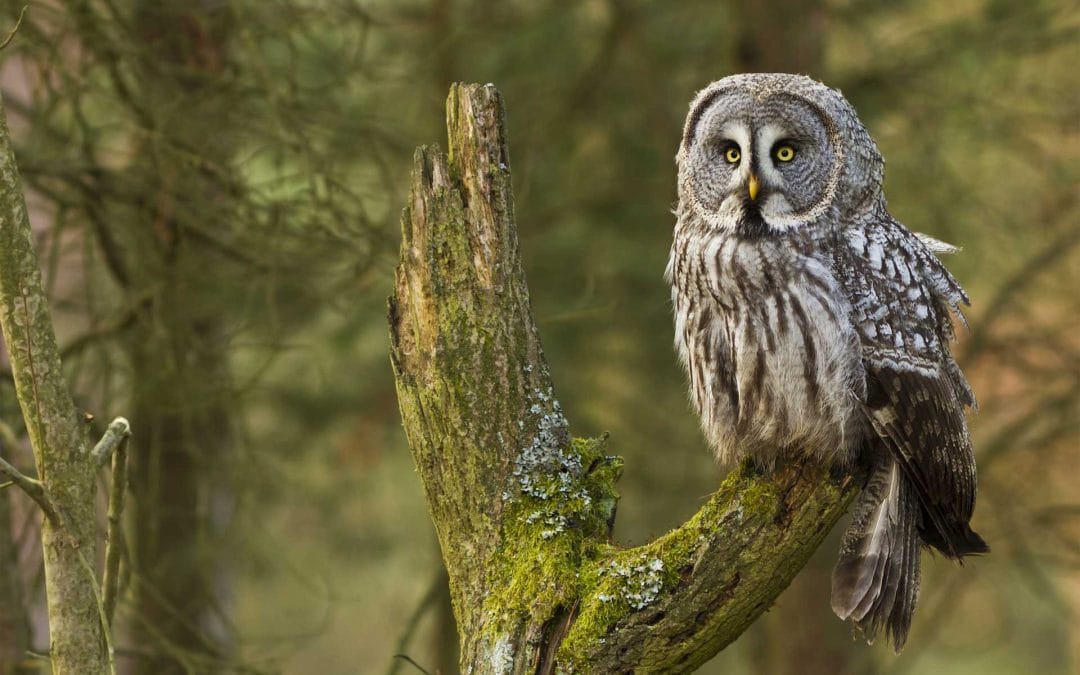 Removing Obscurations That Block Your Joy