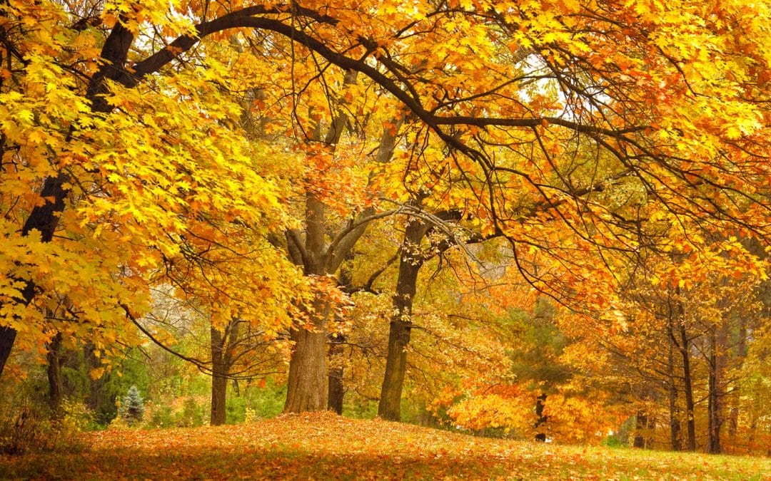 Gratitude For All Seasons