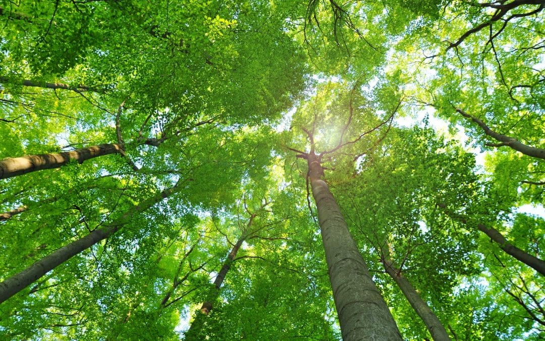 Sun Sign Astrology – A Partial Truth