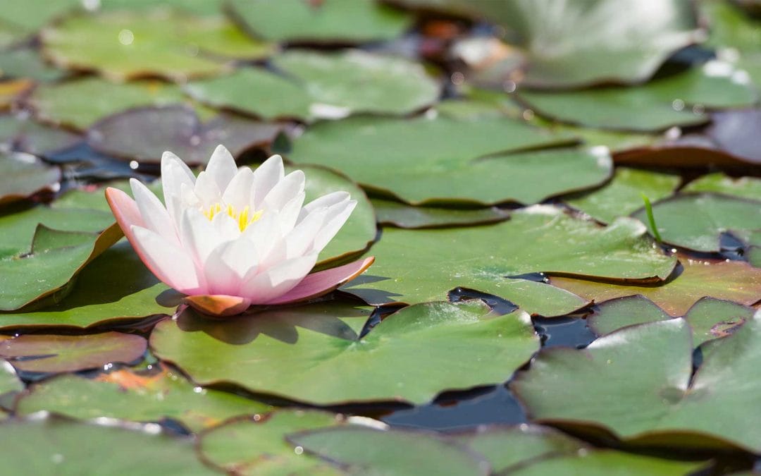 Faith of A Mustard Seed