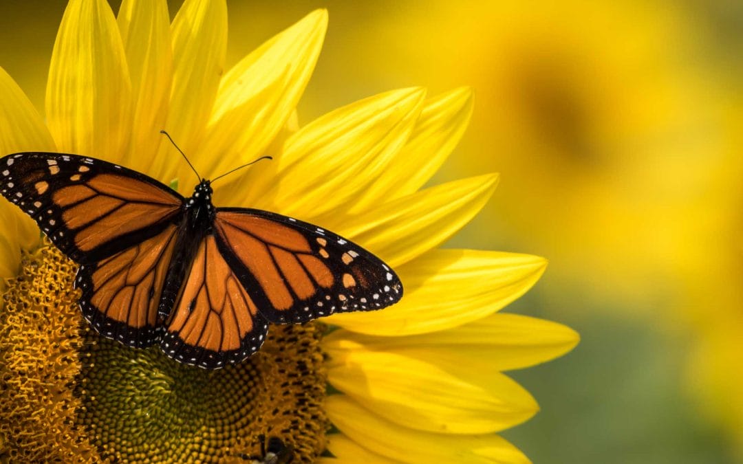 Christmas – How Giving Presents Began on Christmas