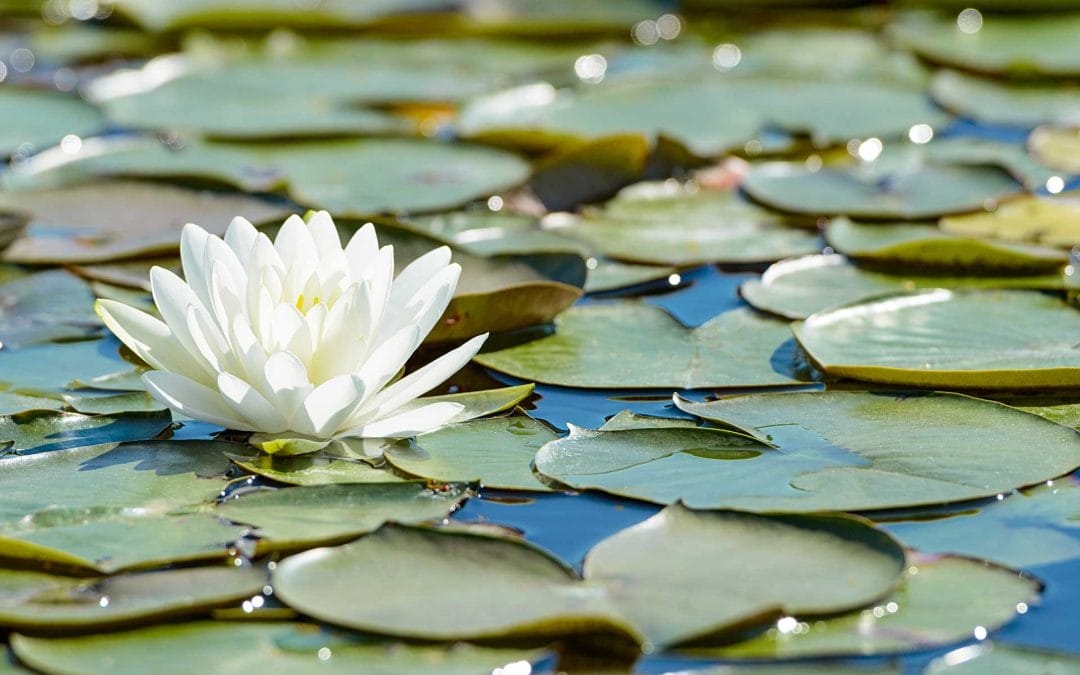 It’s A New Year – Time for change Goal Setting