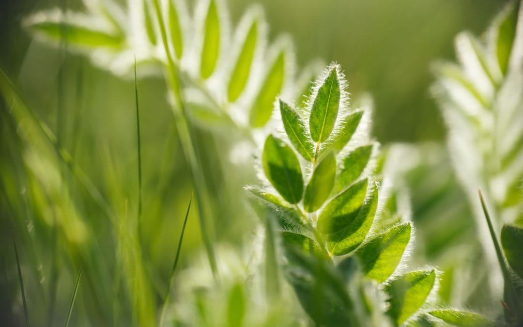 Trusting In the Divine