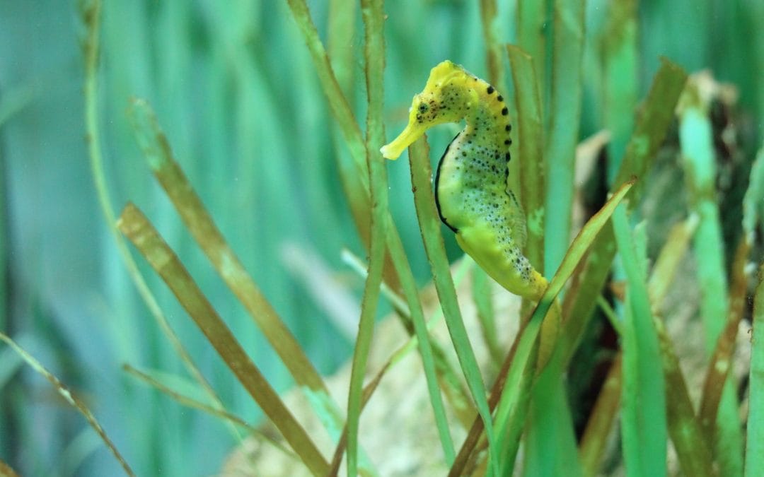 Where Does Joy come from and how do I Achieve it?