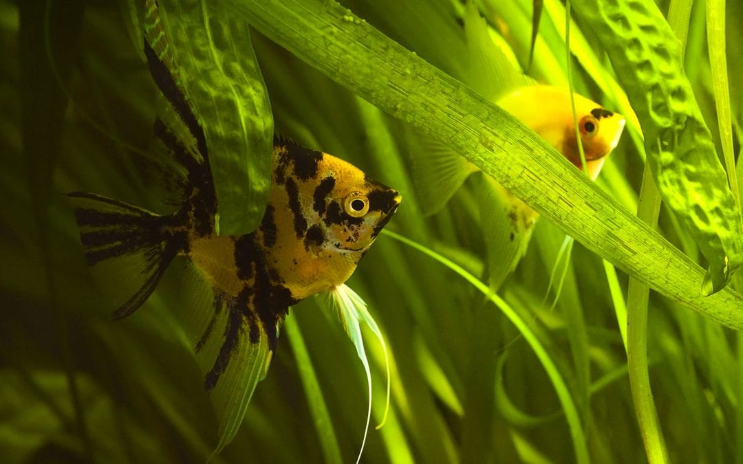 How Spirit Speaks To Us – Sign and Symbol