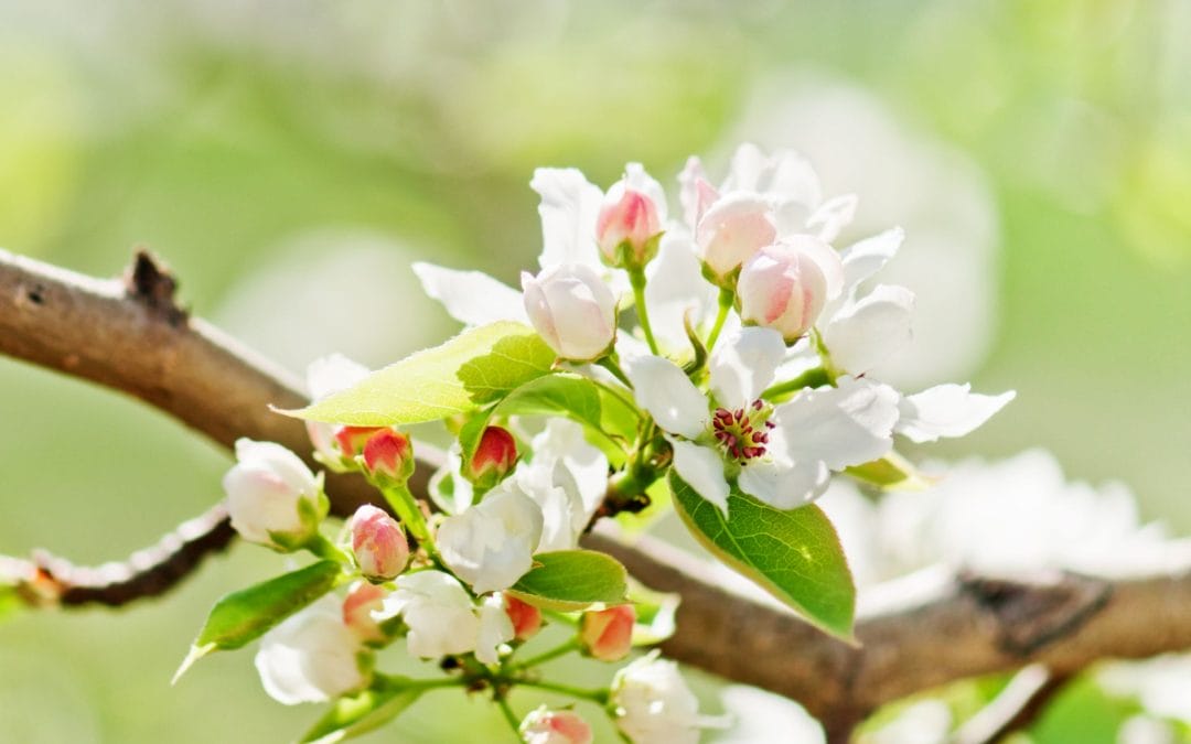 2016: A Year of World Completion