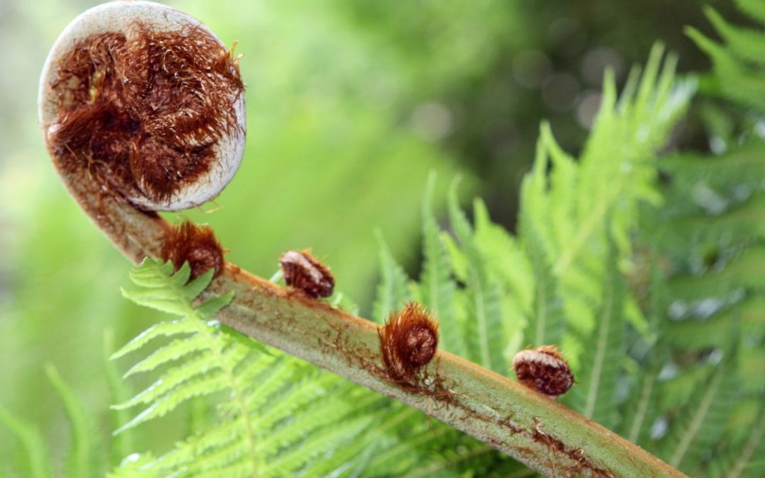 USA – Our Collective Pluto Return