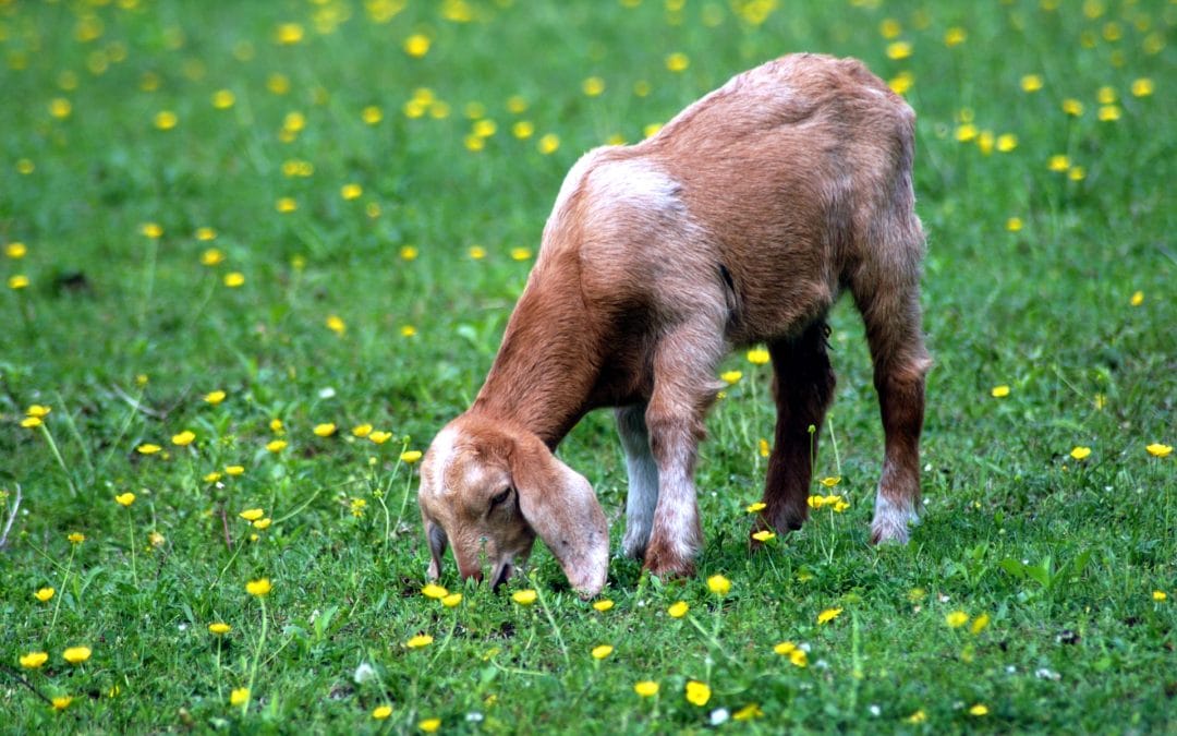 The History of Numerology