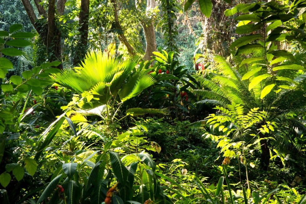 Eclipse’s – How to work with them for healing