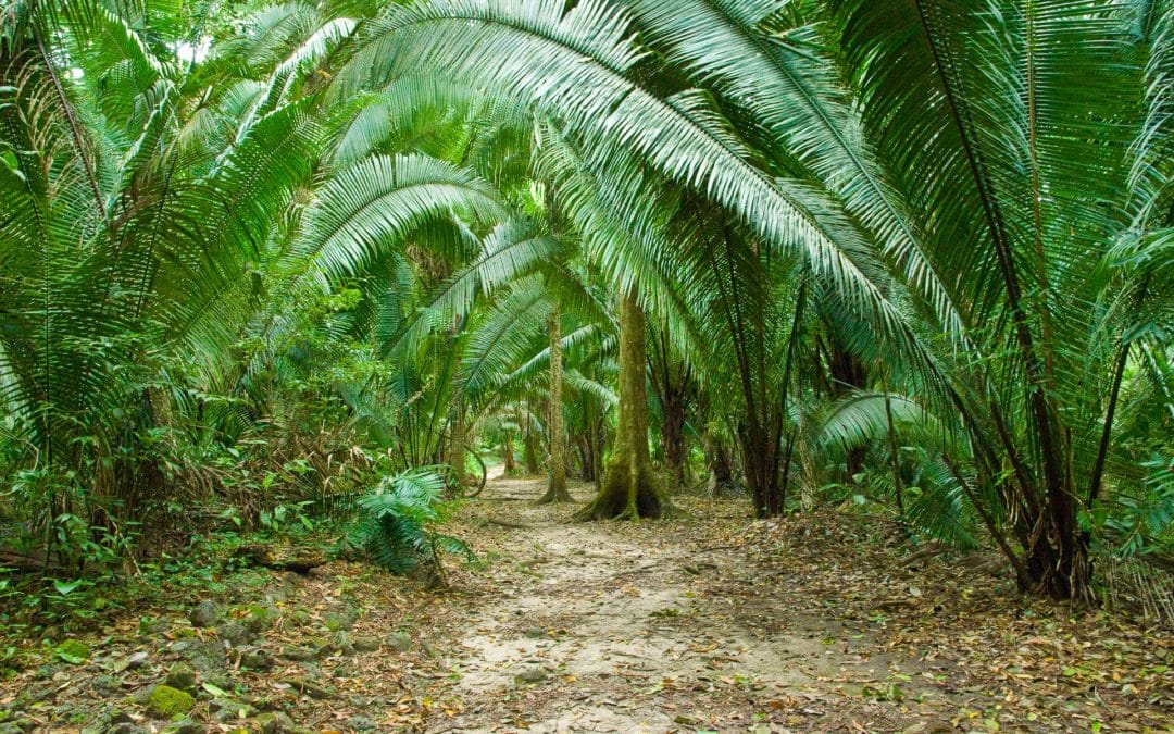 Steven Forrest Programs