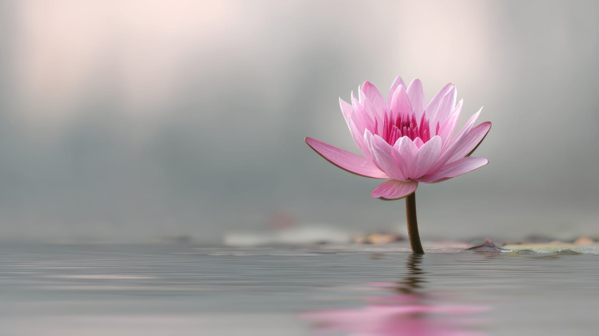 serene-pink-lotus-flower-reflected-water serene-pink-lotus-flower-reflected-water