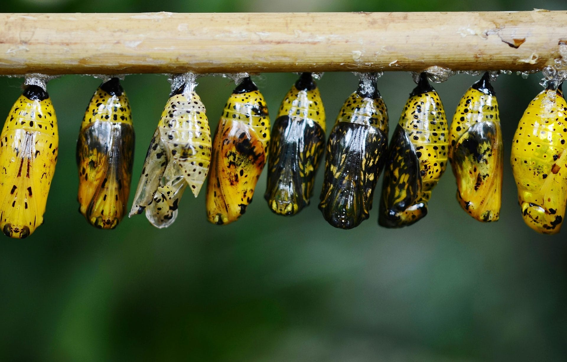 butterfly cocoon butterfly cocoon