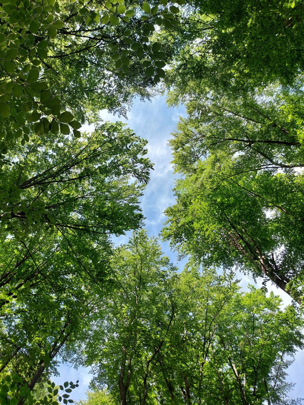 trees and sky trees and sky