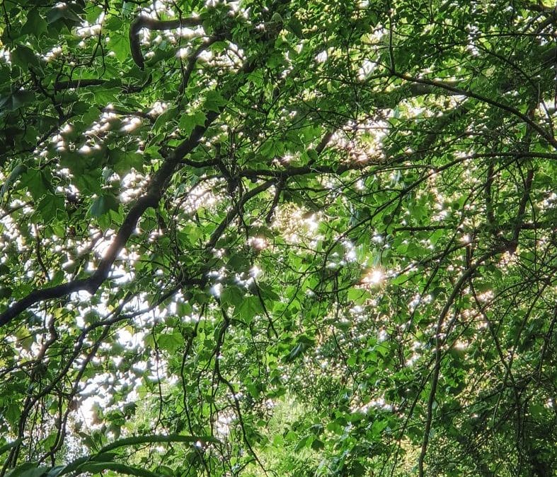 The Lattice of Light – Living in the Inescapable Network | August 16-22, 2026