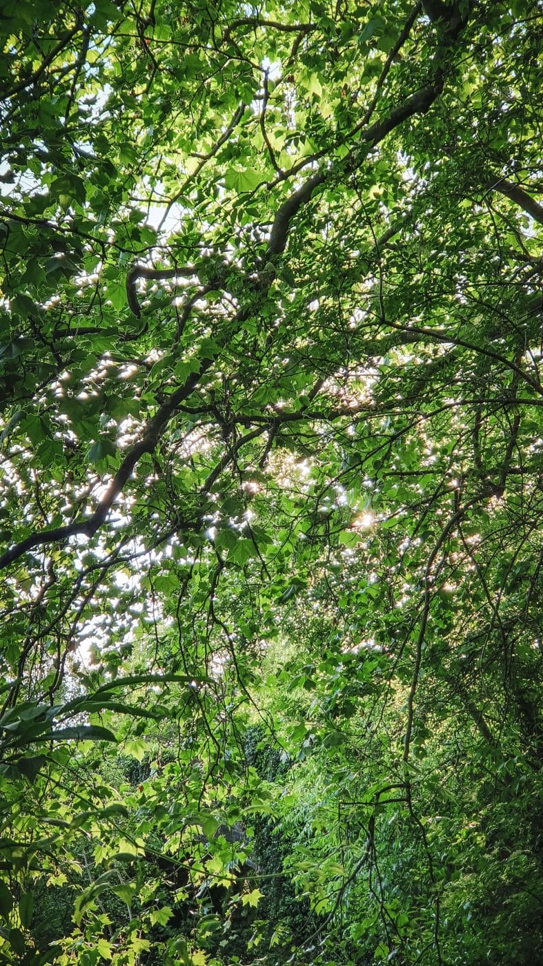 light in trees light in trees
